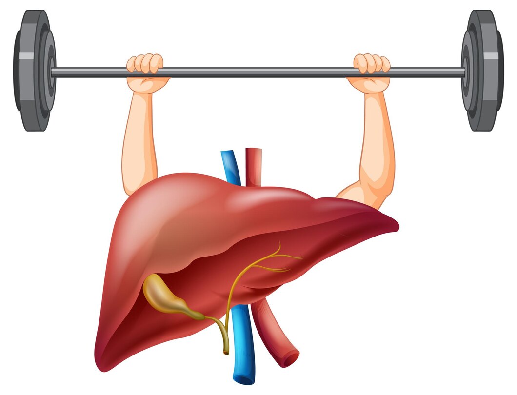 Tauroursodeoxycholic Acid (TUDCA) in Bodybuilding: Protecting the Liver and More