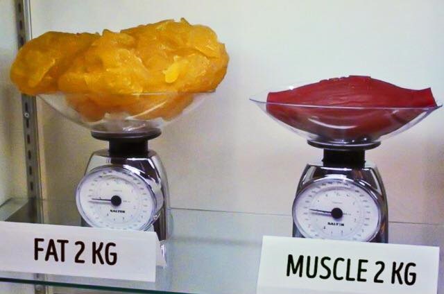 Debunking the Myth: Does Muscle Truly Weigh More Than Fat?